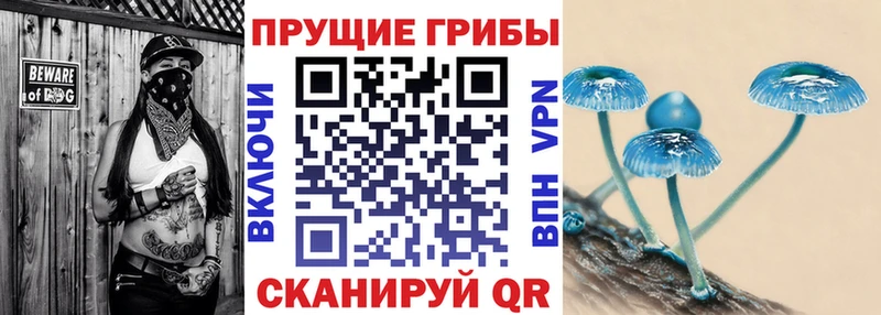 магазин продажи наркотиков  Сельцо  Галлюциногенные грибы Psilocybine cubensis 